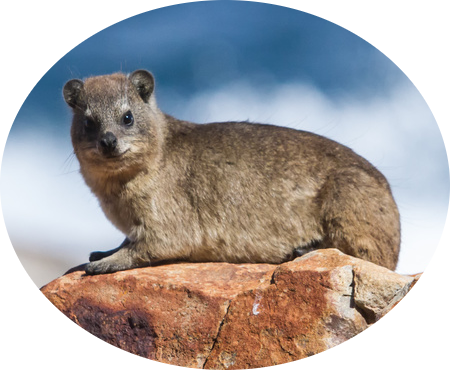 heterohyrax brucei